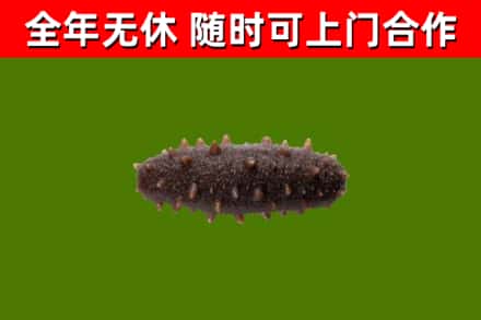 建平回收海参干